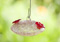 Pink Sugar Baby  Hummingbird Feeder