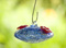 Blue Sugar Baby  Hummingbird Feeder